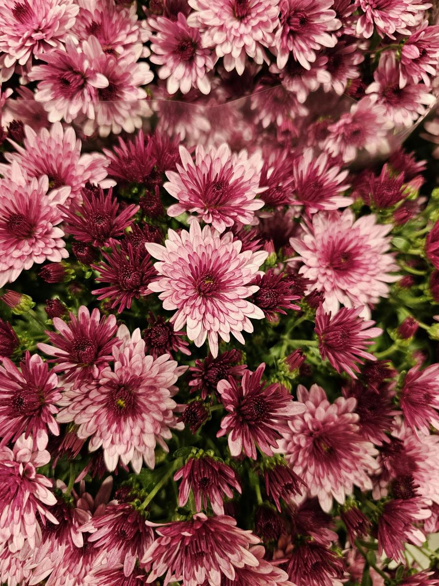 flower shop